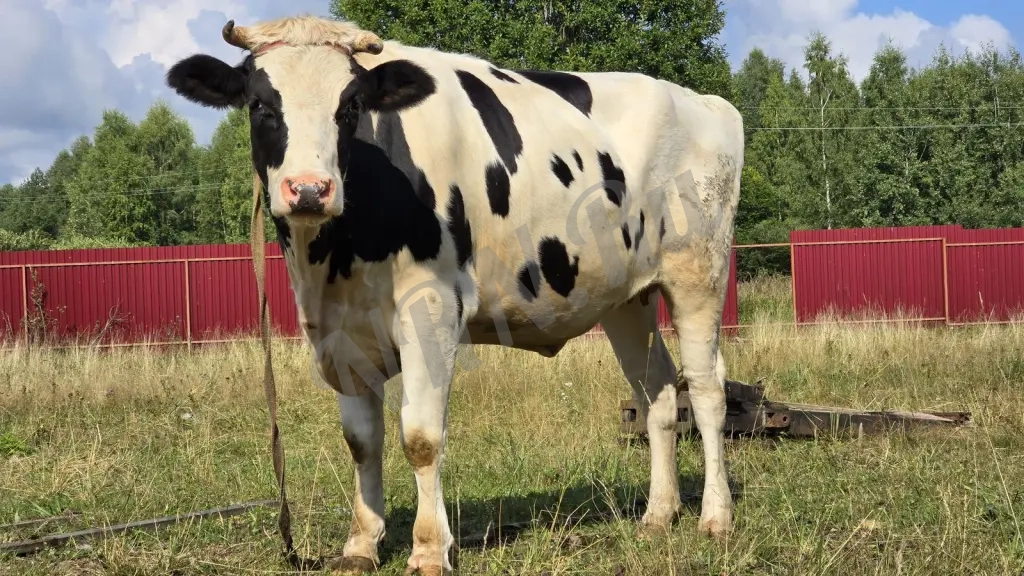 Продам большой и ровный участок в Шаховской