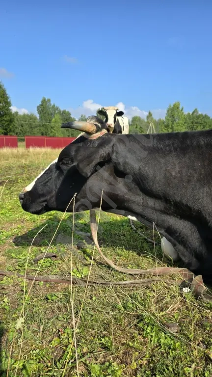 Продам большой и ровный участок в Шаховской