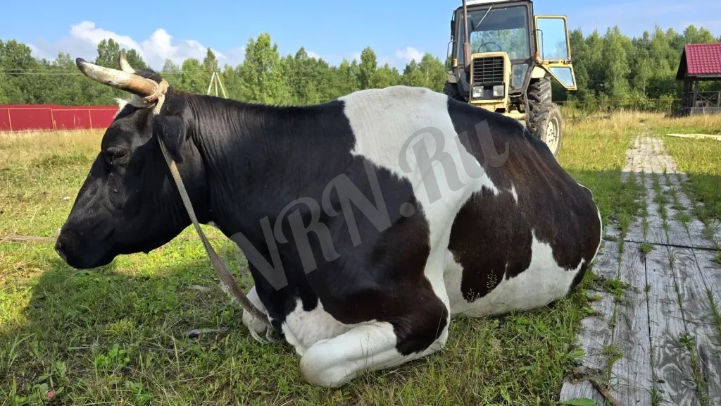 Продам большой и ровный участок в Шаховской
